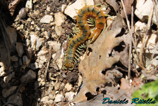 Scolopendra cingulata?